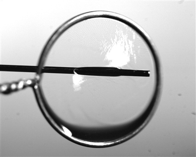 液膜被銅針穿透時(shí)仍能保持不破裂。 受訪者供圖