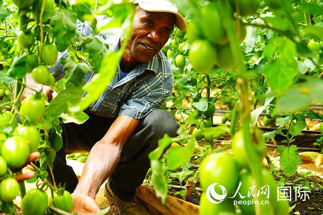 肯尼亞納庫魯郡，當(dāng)?shù)剞r(nóng)民喬納·卡蘭賈家的溫室大棚里，番茄長勢喜人。人民網(wǎng)記者 黃煒鑫攝