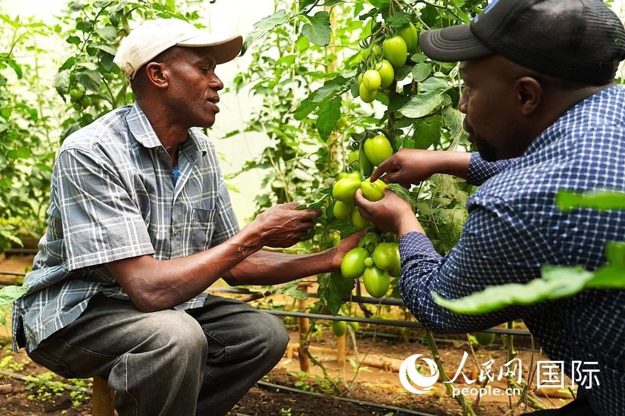肯尼亞納庫魯郡，埃格頓大學(xué)園藝學(xué)專家史蒂芬·吉藤古在溫室大棚里指導(dǎo)當(dāng)?shù)剞r(nóng)民喬納·卡蘭賈種植番茄。人民網(wǎng)記者 黃煒鑫攝