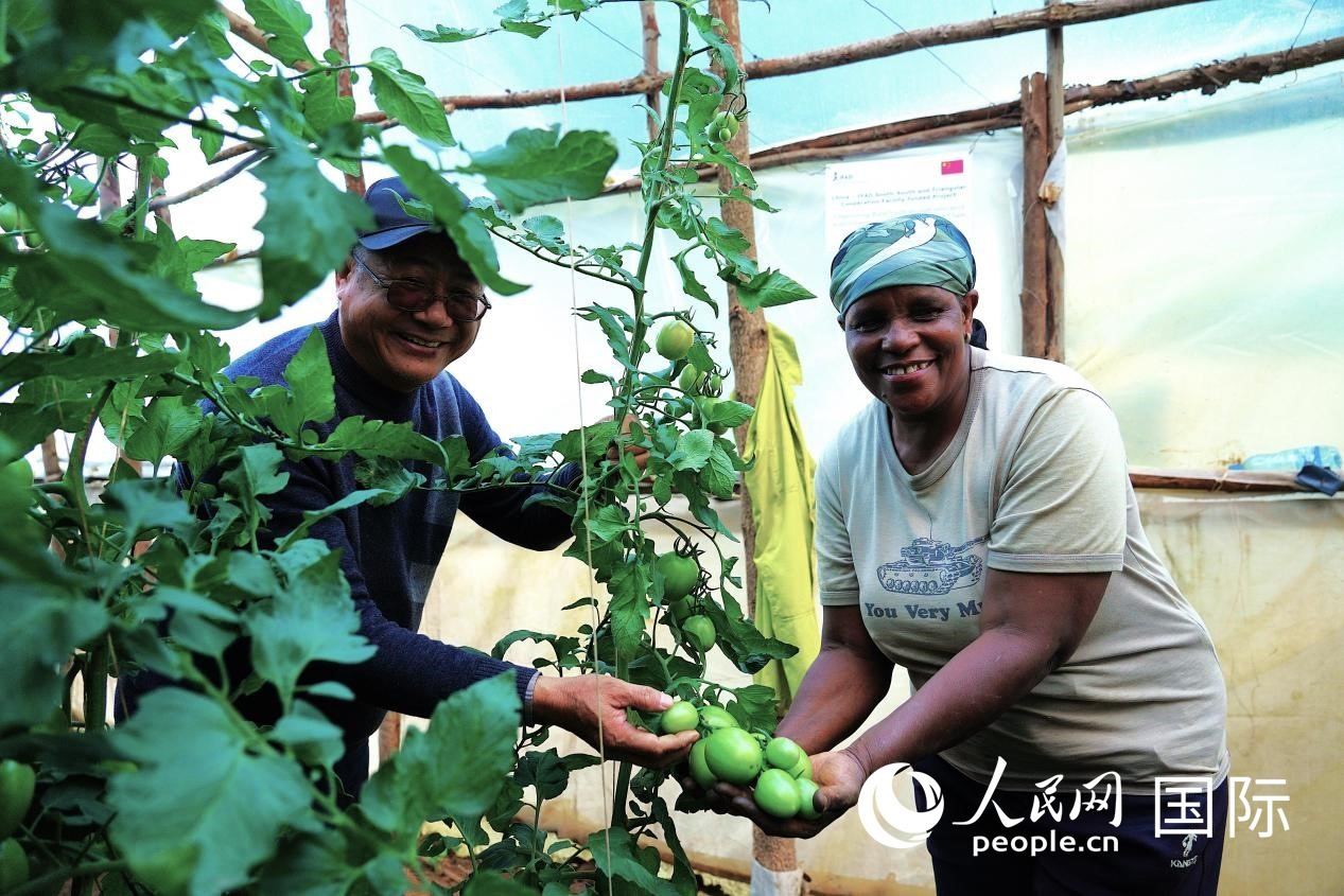 肯尼亞納庫魯郡，南京農(nóng)業(yè)大學(xué)援非專家劉高瓊和當(dāng)?shù)剞r(nóng)民瑪麗·姆旺吉在溫室大棚里查看番茄種植情況。人民網(wǎng)記者 黃煒鑫攝
