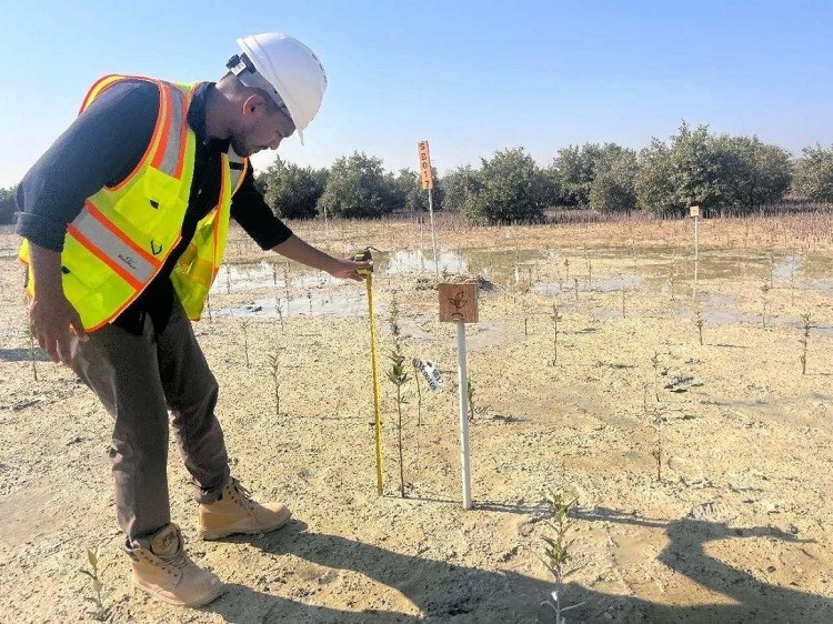 工作人員在監(jiān)測紅樹苗生長情況。中國土木供圖