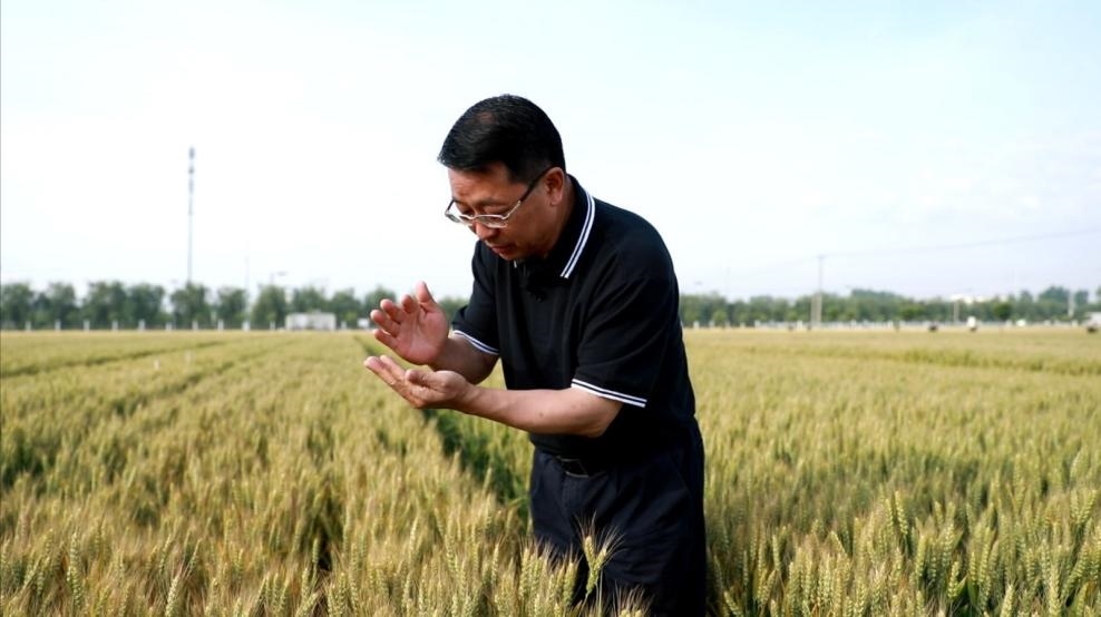 張福鎖在曲周查看小麥長(zhǎng)勢(shì)。受訪者供圖