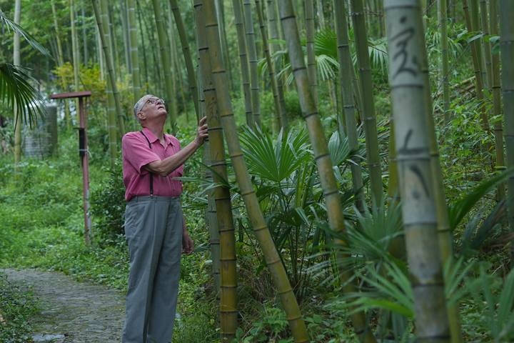 奈斯在莫干山的竹林里散步。