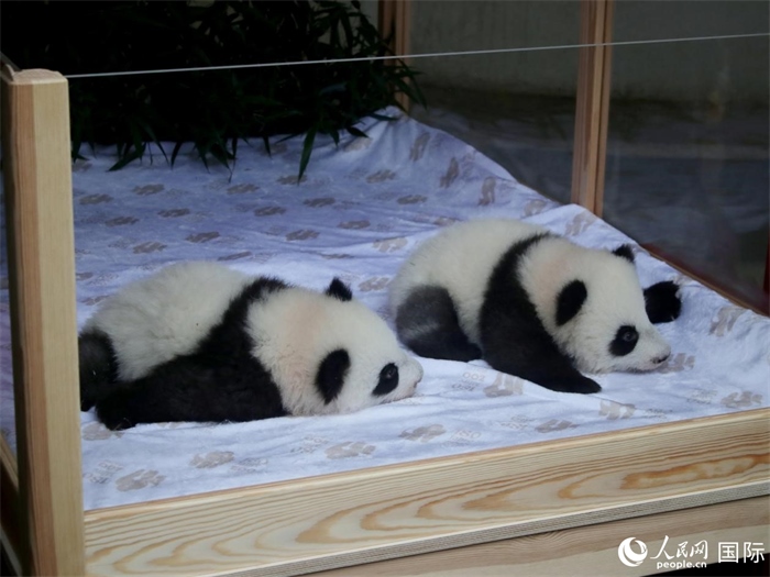 柏林動(dòng)物園的明星“夢(mèng)好”與“夢(mèng)甜”。人民網(wǎng) 肖晶攝