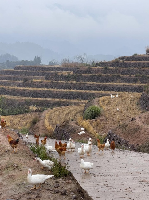 樨鄉(xiāng)記生態(tài)農(nóng)莊一隅。劉軍國(guó)攝