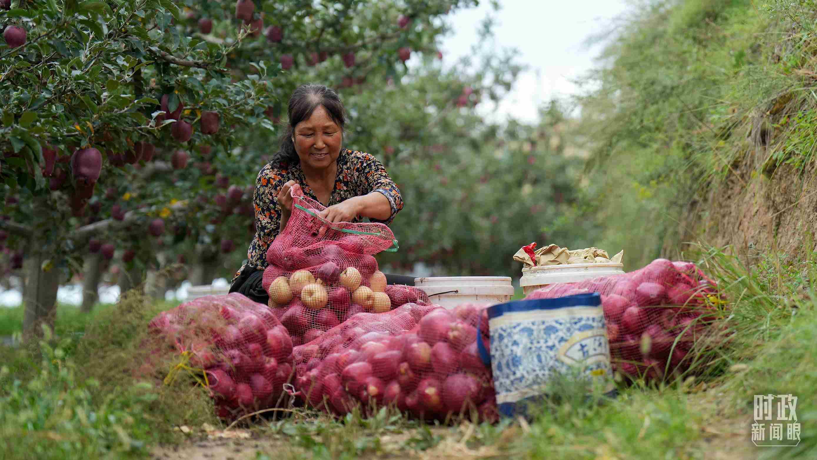 △甘肅天水的花牛蘋果已經(jīng)成為當?shù)厝罕姷摹吧鷳B(tài)果”“致富果”。（總臺記者李晉拍攝）