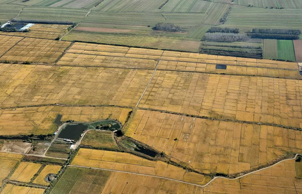 俯瞰黑龍江省哈爾濱市一處稻田（10月2日攝，無人機(jī)照片）。新華社記者 孫曉宇 攝