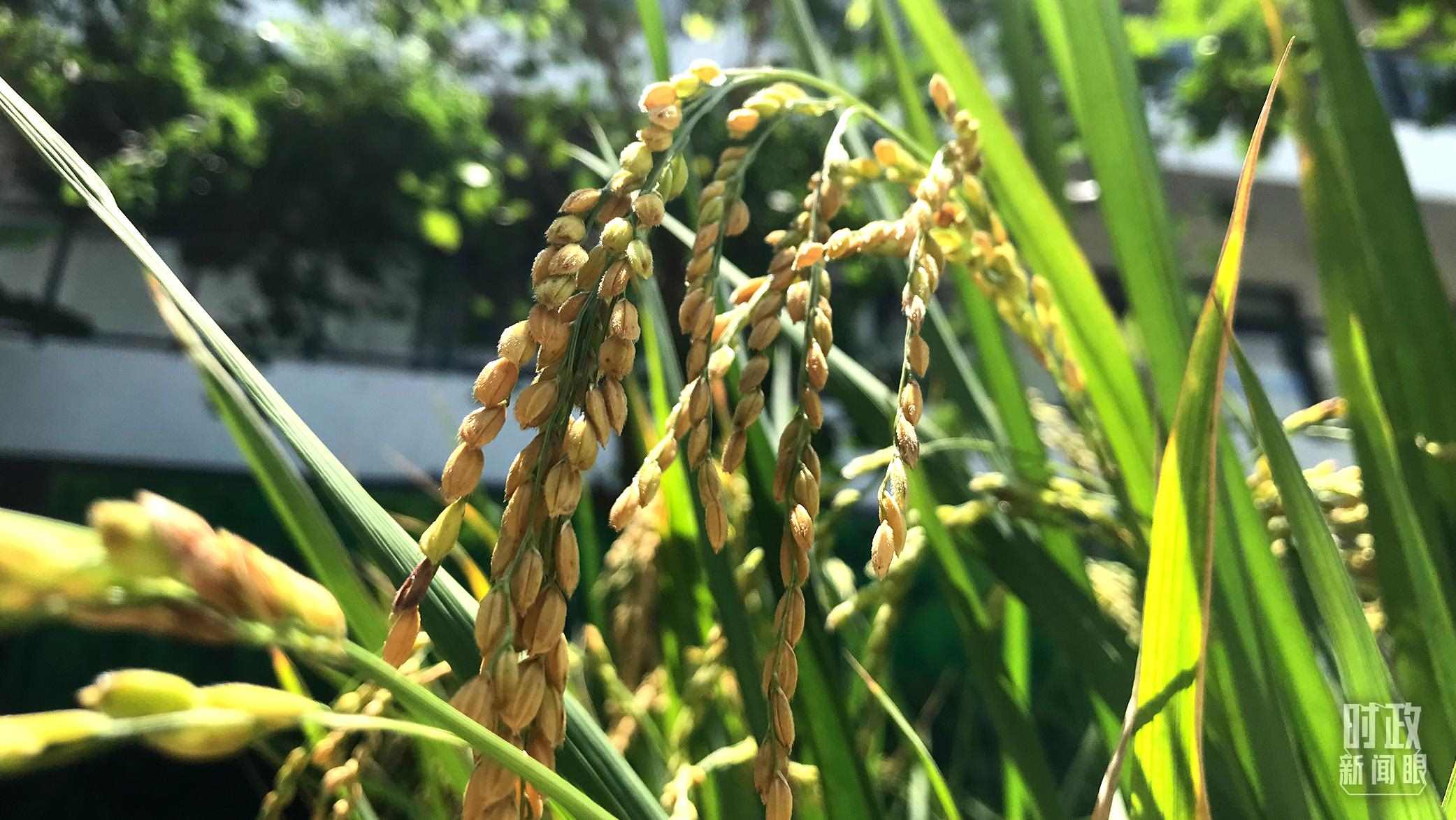 在海南培育的水稻品種。（總臺央視記者石偉明拍攝）
