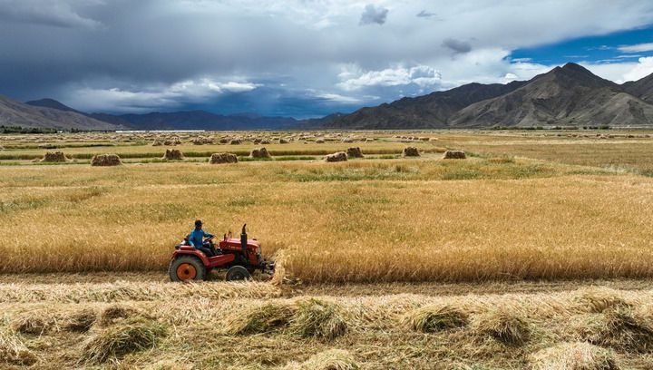 2024年9月10日在西藏日喀則市白朗縣巴扎鄉(xiāng)拍攝的秋收場景（無人機照片）。新華社記者 晉美多吉 攝
