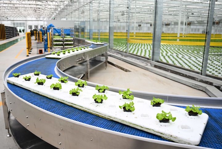 2024年12月12日在內(nèi)蒙古鄂爾多斯市達拉特旗內(nèi)蒙古現(xiàn)代數(shù)字農(nóng)業(yè)科技產(chǎn)業(yè)園拍攝的生菜苗。 新華社記者 貝赫 攝