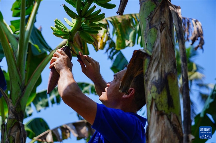 12月23日，中國熱帶農(nóng)業(yè)科學(xué)院專家趙增賢在斯里蘭卡馬坎杜拉為當(dāng)?shù)剞r(nóng)戶做技術(shù)示范。新華社記者 陳冬書 攝