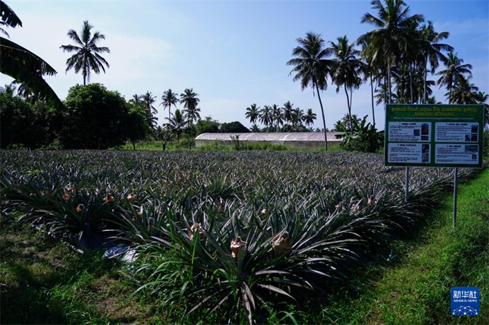 這是12月23日在斯里蘭卡馬坎杜拉拍攝的中國技術(shù)試驗(yàn)田菠蘿田。新華社記者 陳冬書 攝