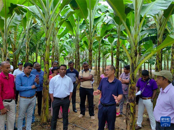 10月10日，在斯里蘭卡霍勒訥的一處香蕉示范基地，中國、聯(lián)合國糧農(nóng)組織與斯里蘭卡南南合作項(xiàng)目中國專家組組長孫德權(quán)為當(dāng)?shù)剞r(nóng)民進(jìn)行技術(shù)培訓(xùn)。新華社發(fā)（中國、聯(lián)合國糧農(nóng)組織與斯里蘭卡南南合作項(xiàng)目專家組供圖）