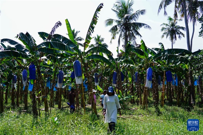 12月23日，在斯里蘭卡馬坎杜拉，農(nóng)民走過中國技術(shù)試驗(yàn)田香蕉田。新華社記者 陳冬書 攝