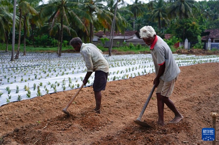 12月23日，斯里蘭卡馬坎杜拉的農(nóng)民在菠蘿田地里勞作。新華社記者 陳冬書 攝