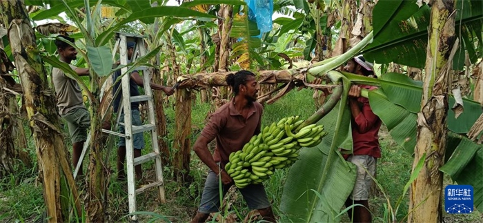 12月28日，在斯里蘭卡馬坎杜拉，當(dāng)?shù)剞r(nóng)民收獲香蕉。新華社發(fā)（中國、聯(lián)合國糧農(nóng)組織與斯里蘭卡南南合作項(xiàng)目專家組供圖）