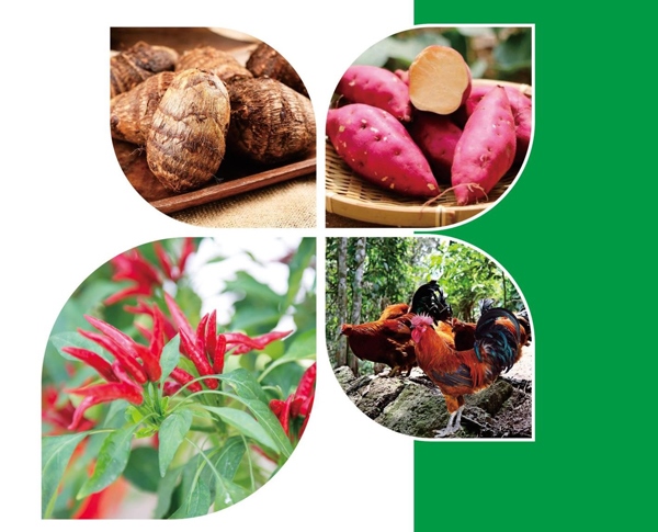 天等縣名特優(yōu)農(nóng)產(chǎn)品。主辦方供圖