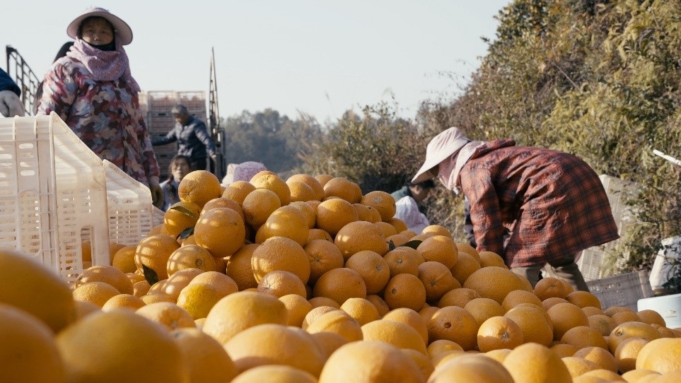 贛南臍橙喜獲豐收。人民網(wǎng)記者 張力洋攝