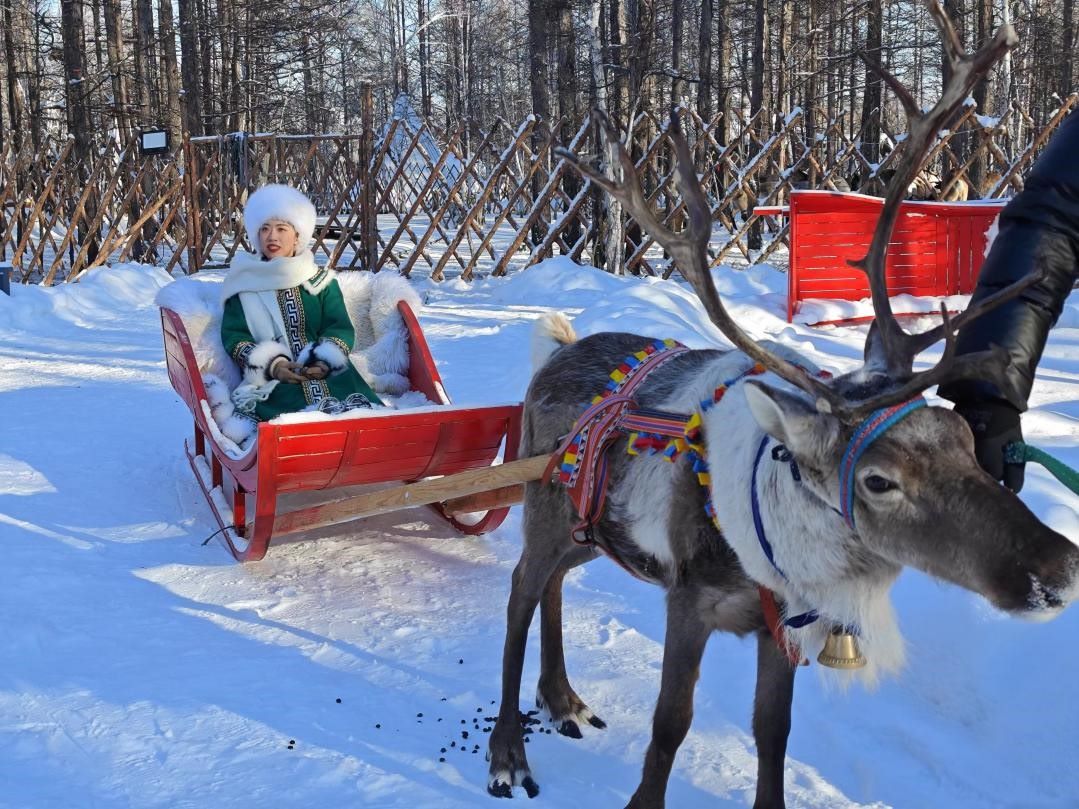 游客體驗(yàn)馴鹿拉雪橇。人民網(wǎng)記者 苗陽攝