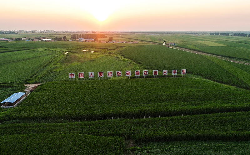 2020年7月23日拍攝的吉林省梨樹縣國家百萬畝綠色食品原料（玉米）標準化生產基地核心示范區(qū)（無人機照片）。新華社記者 許暢 攝