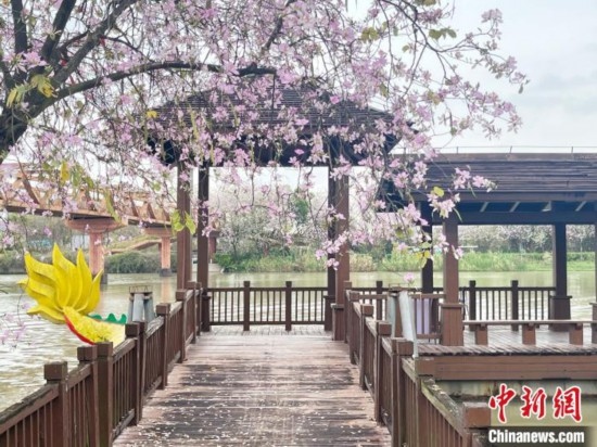 3月7日，廣州海珠國(guó)家濕地公園宮粉紫荊花海吸引游人。中新社記者 許青青 攝