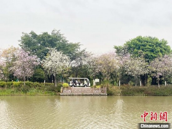 3月7日，廣州海珠國(guó)家濕地公園宮粉紫荊花海吸引游人。中新社記者 許青青 攝