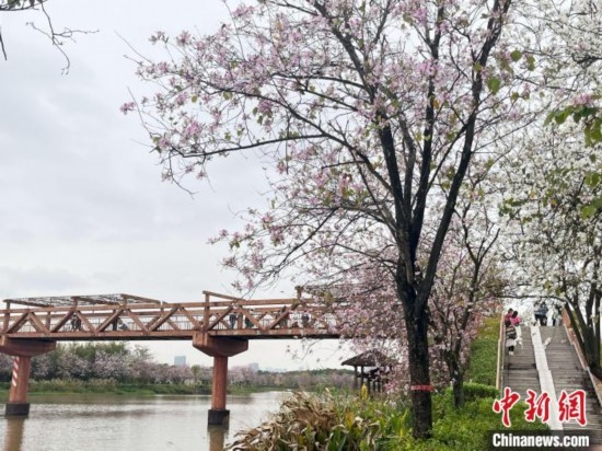 3月7日，廣州海珠國(guó)家濕地公園宮粉紫荊花海吸引游人。中新社記者 許青青 攝