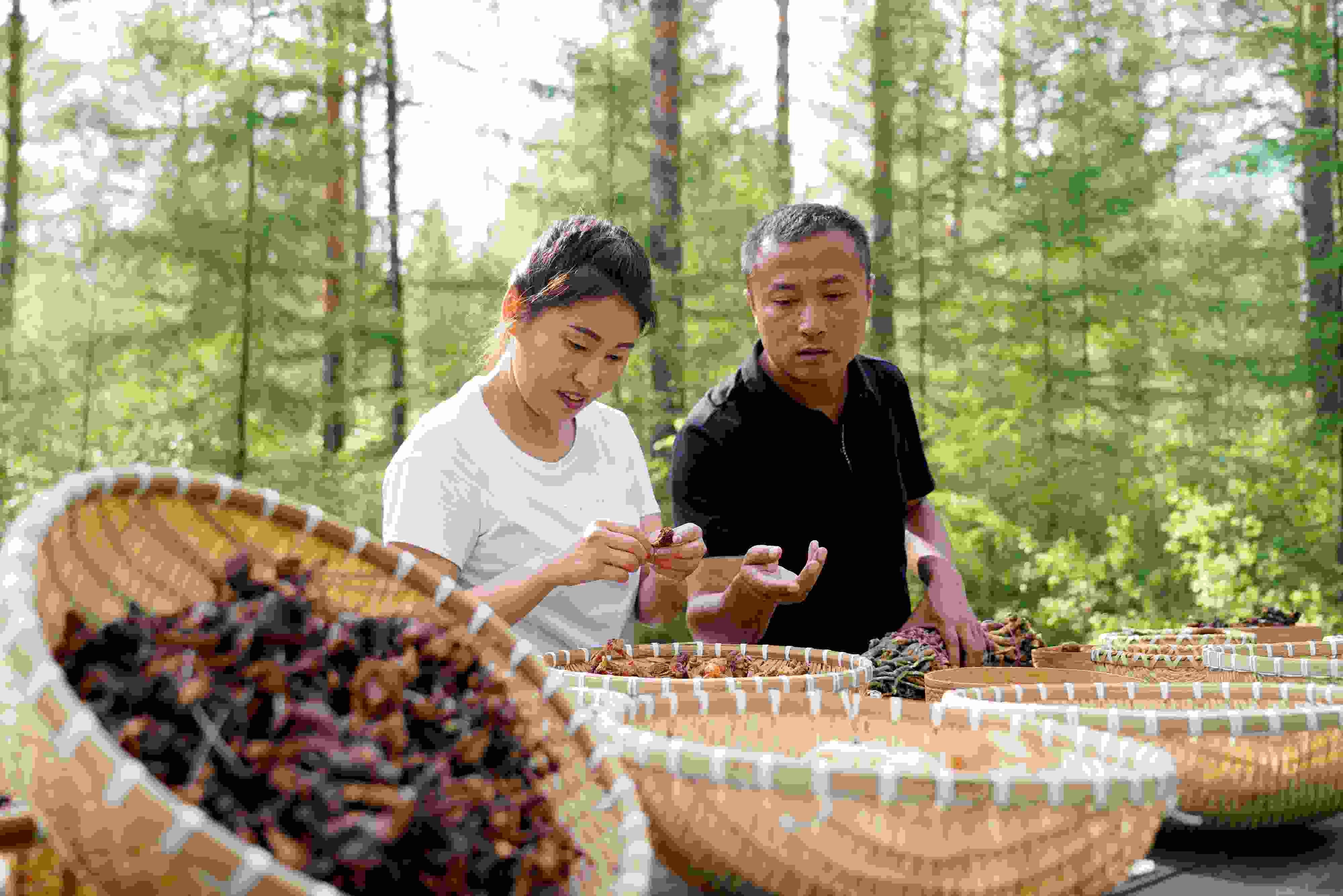 2024年8月6日，黑龍江漠河林場(chǎng)員工正在分揀采集來(lái)的林下產(chǎn)品。