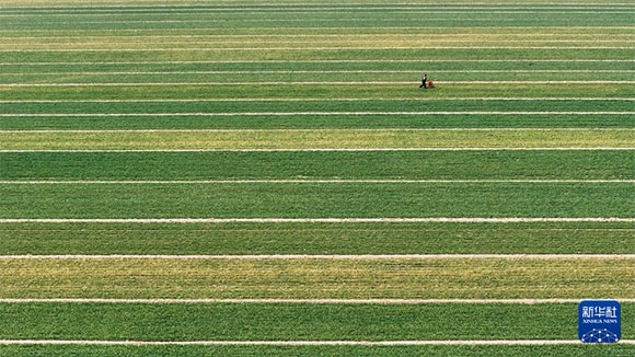 3月14日，在菏澤市鄆城縣潘渡鎮(zhèn)，農(nóng)民在麥田里施肥（無人機(jī)照片）。