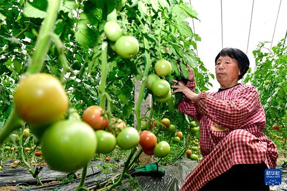 3月13日，在菏澤市鄆城縣張營街道，農(nóng)民在設(shè)施大棚里打理西紅柿。