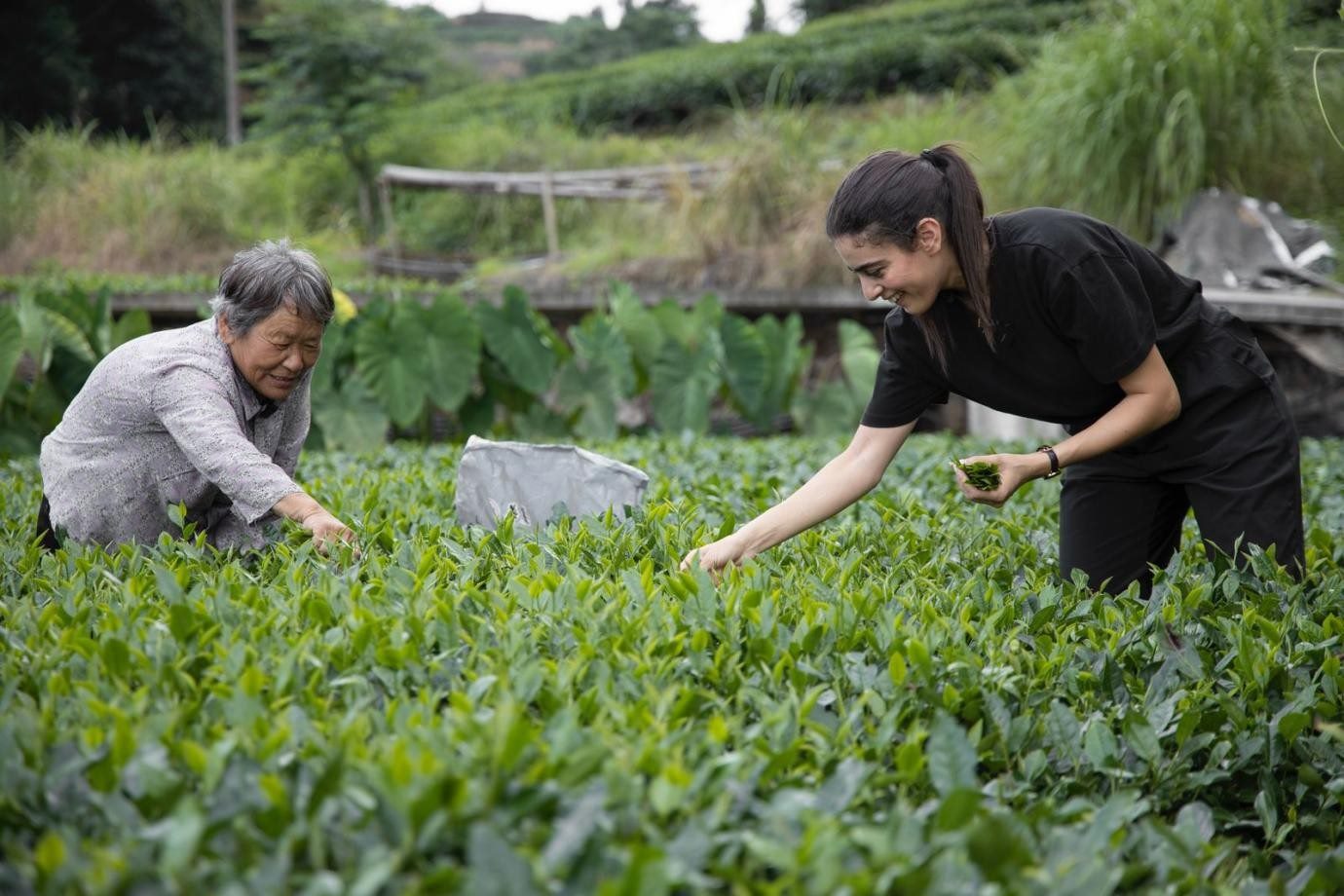 卡友琪在福建采茶。受訪者供圖