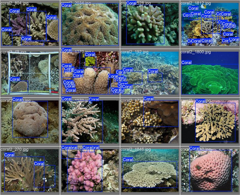 南海珊瑚識(shí)別。阿里云供圖