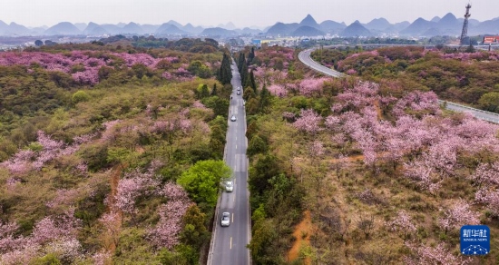 游客驅(qū)車前來清鎮(zhèn)市紅楓湖鎮(zhèn)右二村踏青游玩（4月5日攝，無人機(jī)照片）。
