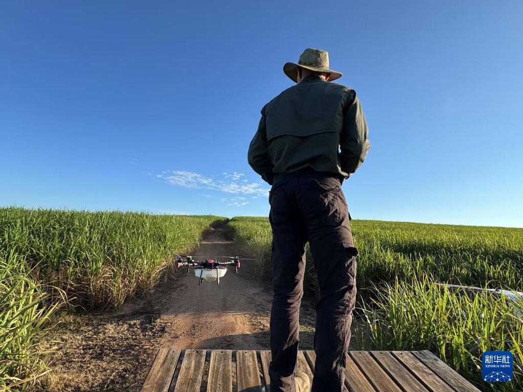 3月25日，在南非夸祖魯-納塔爾省的方廷希爾莊園，飛手操縱無(wú)人機(jī)為甘蔗林噴灑藥劑。新華社記者 白舸 攝