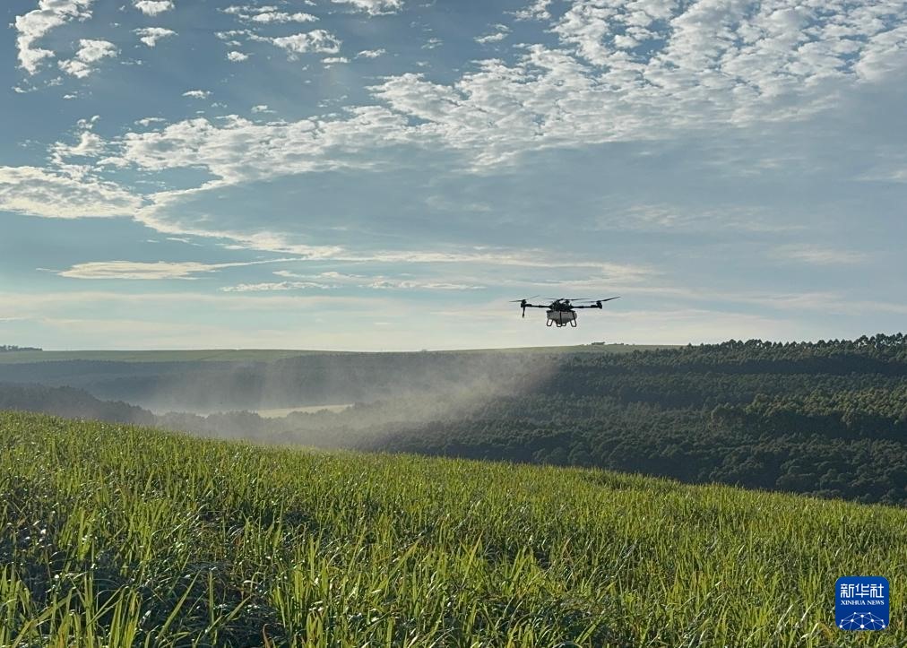 3月25日，在南非夸祖魯-納塔爾省的方廷希爾莊園，中國(guó)農(nóng)用無(wú)人機(jī)為甘蔗林噴灑殺菌劑。新華社記者 白舸 攝