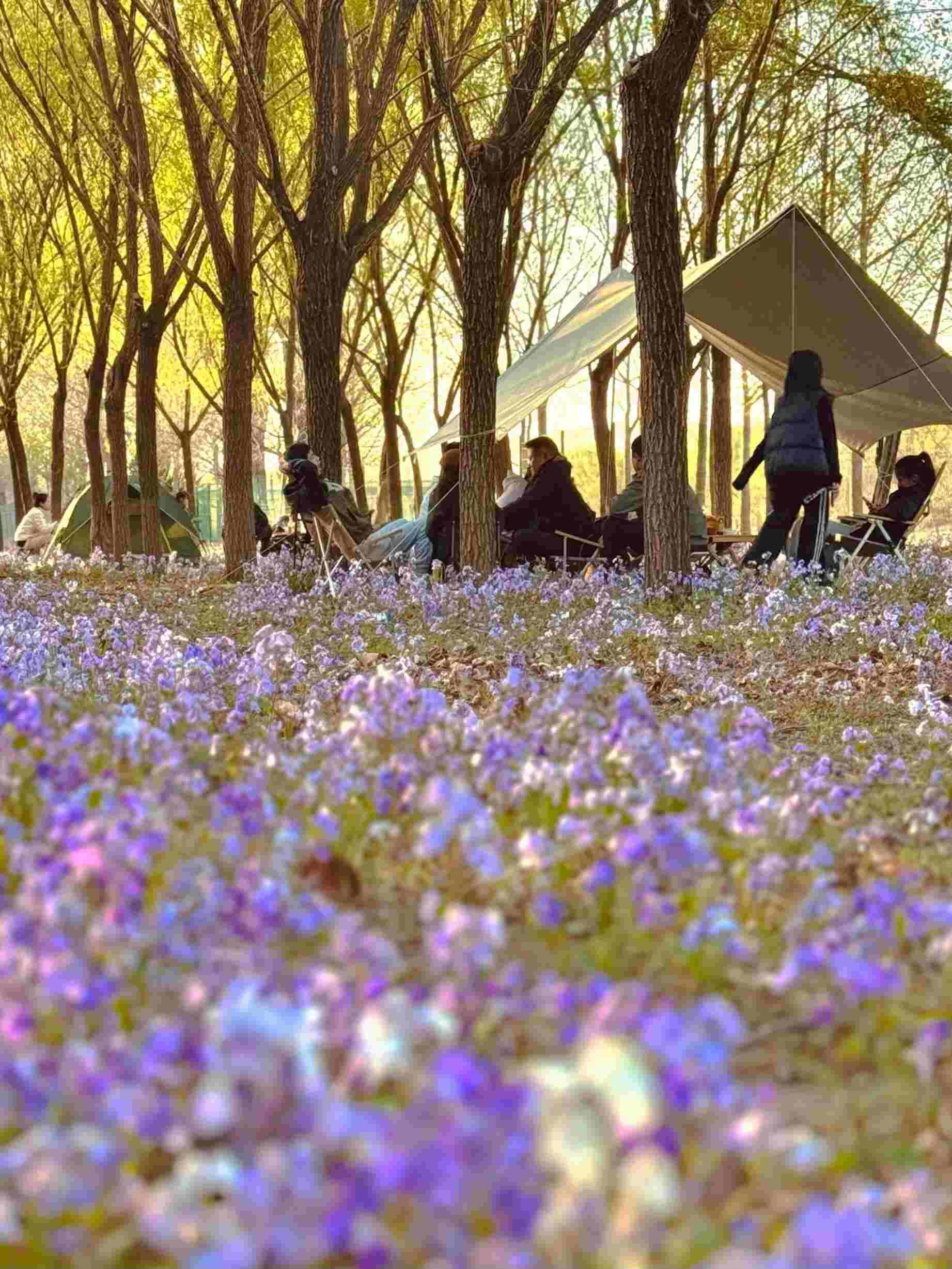 清明假期期間，范女士一家在北京溫榆河邊露營。受訪者供圖