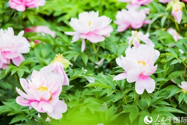 洛陽國家牡丹園牡丹盛開。 人民網(wǎng)記者 魯揚(yáng)攝