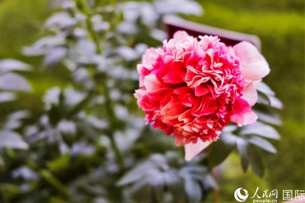 洛陽國家牡丹園牡丹盛開。 人民網(wǎng)記者 魯揚(yáng)攝
