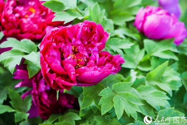 洛陽國家牡丹園牡丹盛開。 人民網(wǎng)記者 魯揚(yáng)攝