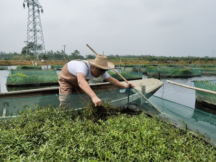 陳樹在湖北省仙桃市剅河鎮(zhèn)余腦村黃鱔繁育基地觀察黃鱔長勢。新華社記者宋立崑 攝