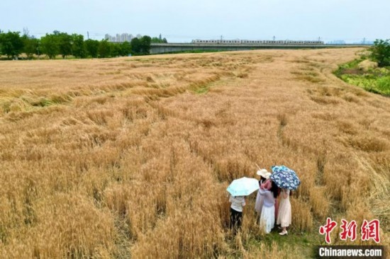 四川成都：民眾打卡金色麥田景觀(guān)