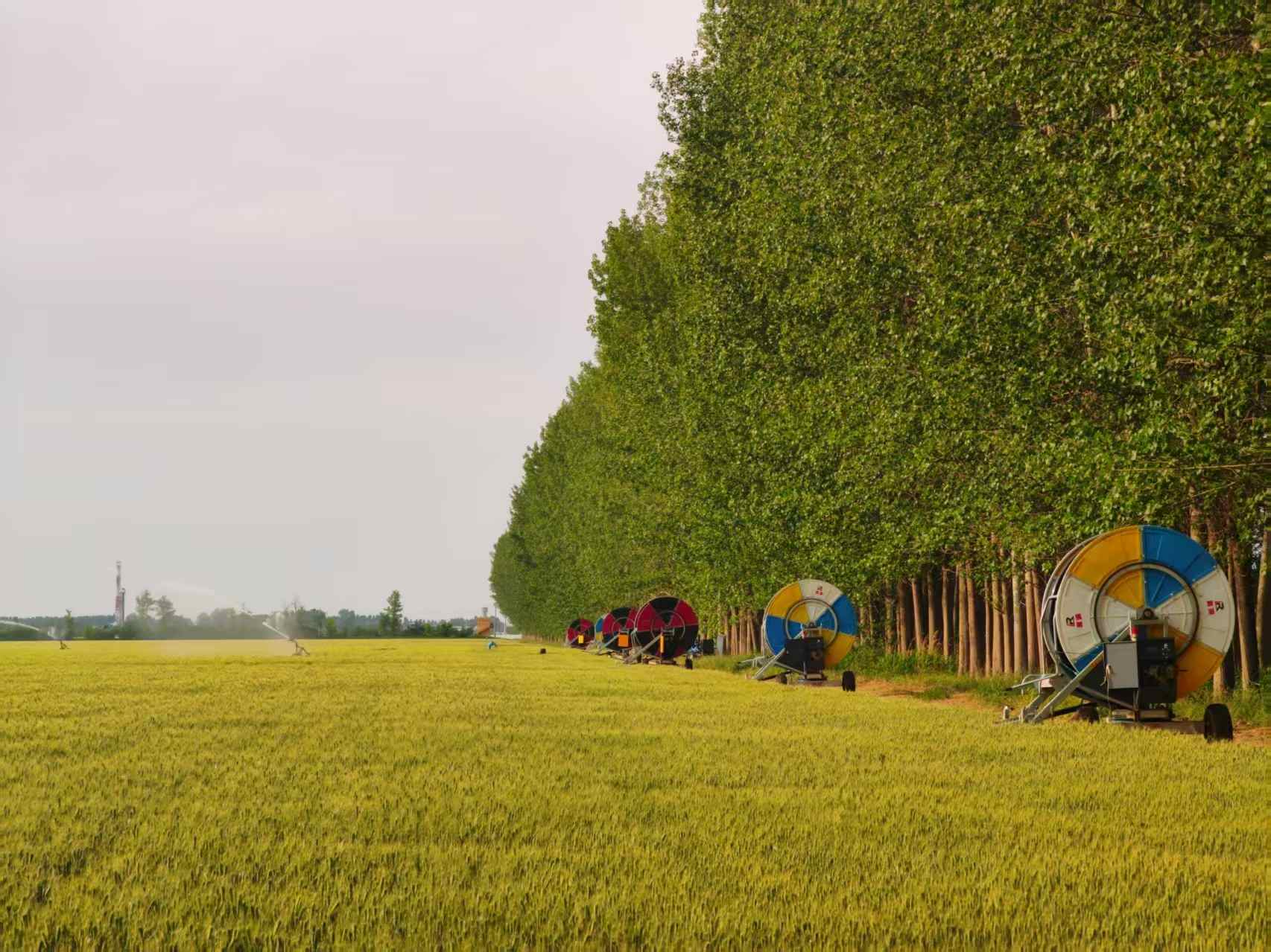 陜西華陰市華西鎮(zhèn)農(nóng)墾農(nóng)場正在作業(yè)的卷盤式噴灌機。受訪者供圖