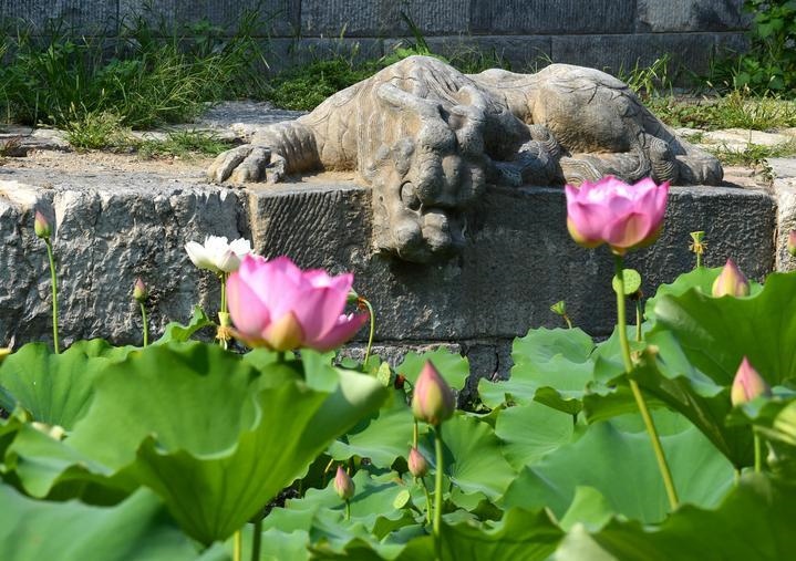 萬寧橋位于北京地安門外大街中部、什剎海東岸，是北京中軸線上最古老的橋梁，至今已有700多年歷史。近年來，北京市持續(xù)為萬寧橋“瘦身減負(fù)”，橋體風(fēng)貌得以完整展現(xiàn)，方便游客走近欣賞，深入了解古橋承載的價值和內(nèi)涵。這是2023年7月18日拍攝的北京萬寧橋橋東的鎮(zhèn)水獸。